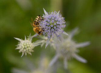 Eine Biene sitz auf einer Gartendistel.