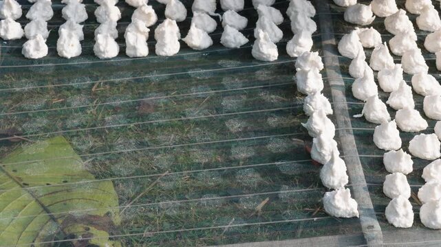 process of making Bori, which are sun dried lentil dumplings popular in Bengali cuisine