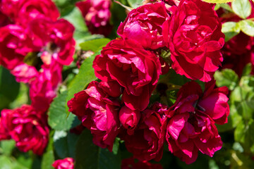 A beautiful bush of blooming red roses