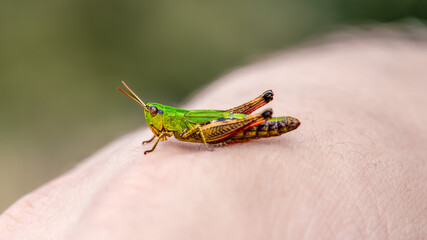 Vibrant Green Grasshopper Perched on Human Skin in Close-Up Macro View