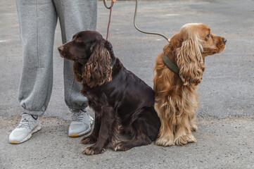 Walking two cocker spaniels on a leash. One is brown, the other is red.