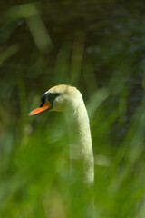 Obraz premium swan in the water trough grass
