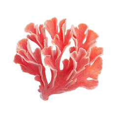 Coral isolated on transparent background. PNG