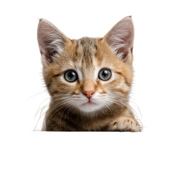 Cute Kitten Face isolated on transparent background. PNG