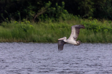 The spot-billed pelican (Pelecanus philippensis) or gray pelican is a member of the pelican family.