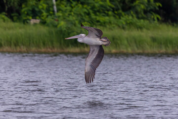 The spot-billed pelican (Pelecanus philippensis) or gray pelican is a member of the pelican family.