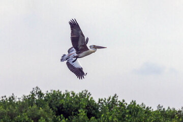 The spot-billed pelican (Pelecanus philippensis) or gray pelican is a member of the pelican family.