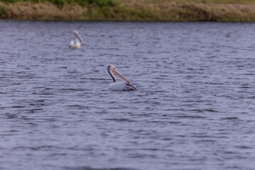 The spot-billed pelican (Pelecanus philippensis) or gray pelican is a member of the pelican family.