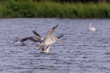 The spot-billed pelican (Pelecanus philippensis) or gray pelican is a member of the pelican family.