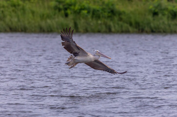 The spot-billed pelican (Pelecanus philippensis) or gray pelican is a member of the pelican family.