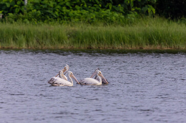 The spot-billed pelican (Pelecanus philippensis) or gray pelican is a member of the pelican family.