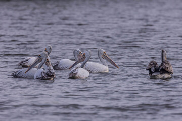 The spot-billed pelican (Pelecanus philippensis) or gray pelican is a member of the pelican family.