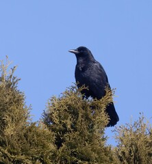 Crow
