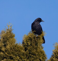 Crow