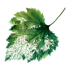 Detailed Pinnately Compound Leaf Isolated on White Background for Design Projects