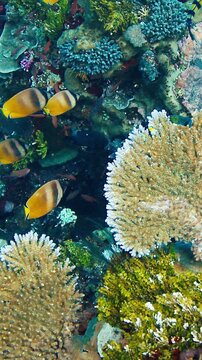 Underwater view of the vivid and healthy coral reef near the Alor island in Indonesia