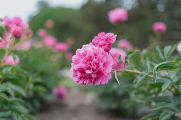 A close-up of a pink peony flower surrounded by green leaves in a garden setting. The background features blurred pink peony blooms, creating a soft focus effect.