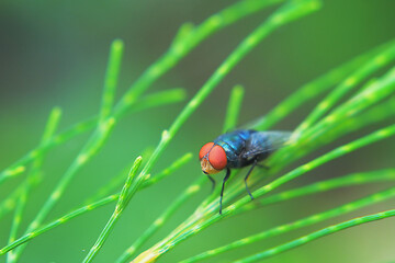Detailed Macro Shot of a Fly on Leaf Foliage