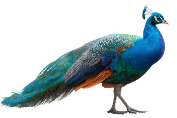 Obraz premium Peacock profile isolated on transparent background