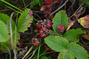 Wild Strawberries Growing on the Forest Floor top view