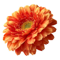 Vibrant Orange Daisy Blooming Revealing Delicate Beauty
