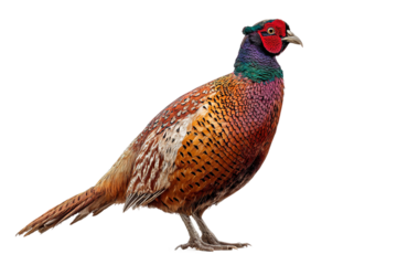Pheasant profile isolated on transparent background