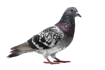 Fototapeta premium City pigeon isolated on transparent background