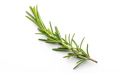 Fototapeta premium Fresh Rosemary Sprig Isolated on White Background 1.