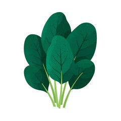Fresh spinach leaves arranged beautifully on a white background, showing healthy greens ready for use in cooking or salads