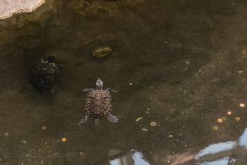 A small turtle swims in clear water. The turtle has a brown shell and is surrounded by pebbles and aquatic plants. The scene is calm and natural.