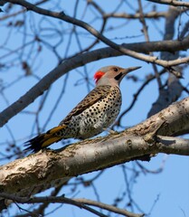 Northern Flicker
