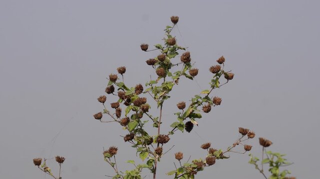 greater burdock or Arctium lappa, biennial plant known for its distinctive burrs