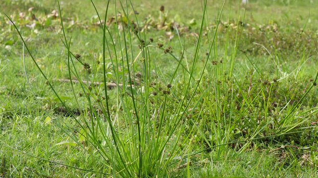 soft rush or Juncus effusus, also known common rush grass
