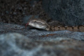 Omani carpet viper 
