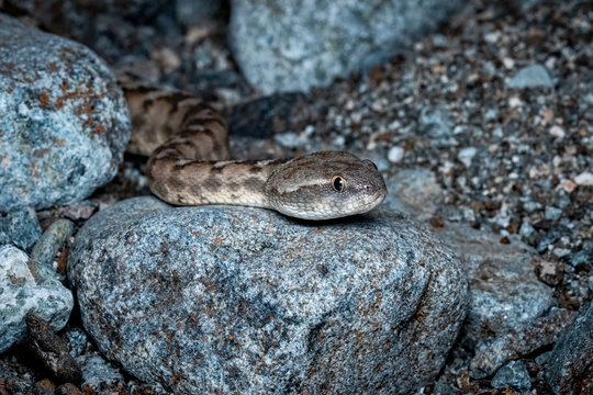 Omani carpet viper 