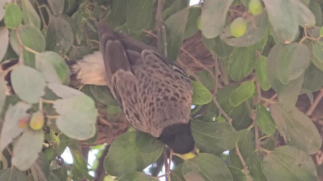 A red vented bulbul bird blending into foliage with intricate patterns and colors among the surrounding green leaves and branches