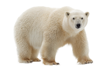 Polar bear in ice landscape isolated on transparent background