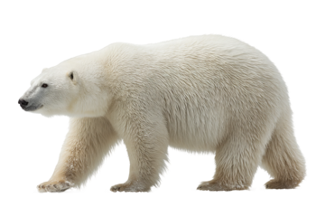 Wild polar bear isolated on transparent background