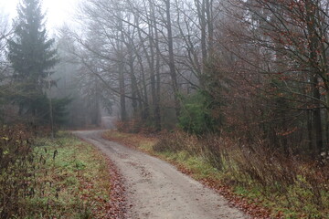 Obraz premium Misty forest path covered in red autumn leaves surrounded by green spruce trees. Foggy woodland landscape in the mountains, concept of hiking and silence suitable for nature backgrounds.