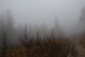 Tall Spruce and Pine Trees in Thick Fog - Low Angle View of Misty Forest Canopy with Mysterious Atmosphere Suitable for Environmental Concepts and Nature Backgrounds
