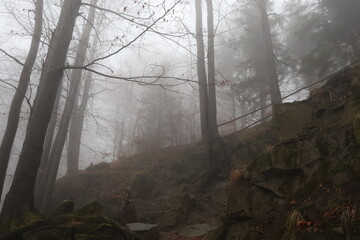 Obraz premium Old Beech Trees with Exposed Roots and Moss in Foggy Autumn Forest. Mystical Woodland Slope.