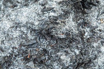 Ash of autumn leaves. Background