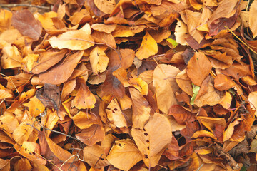 Dry autumn leaves background. Background