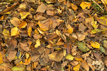 Dry autumn leaves background. Background