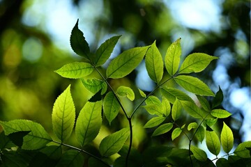 green leaves in the morning sun
