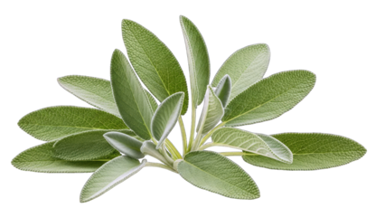Sage Plant Leaves Isolated on White