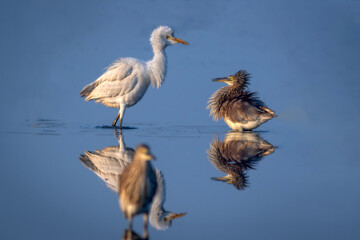 The Indian pond heron or paddybird is a small heron. It is of Old World origins, breeding in southern Iran and east to the Indian subcontinent, Burma, and Sri Lanka.