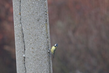 Beautiful Great Tit (Parus major) bird with yellow belly and black head perched on a tree branch and concrete pole in winter nature Cute colorful songbird observing surroundings in a garden