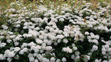 White Spiraea Blossoms in Spring