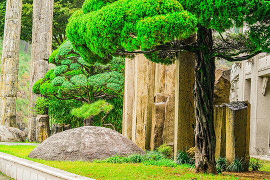 Korean pine. Pinus Koraiensis Plant Growing in The Garden in Korea